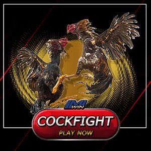 cockfight